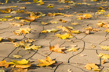 Image showing Yellow leaves on asphalt