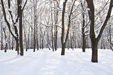 Image showing Winter forest