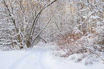 Image showing Winter alley