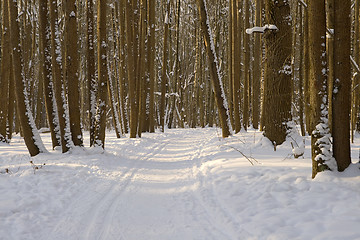 Image showing Winter forest with ski track