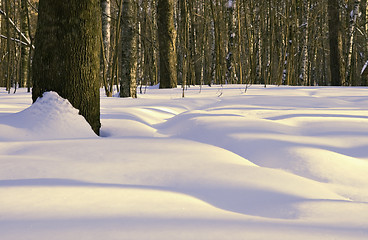 Image showing Winter forest