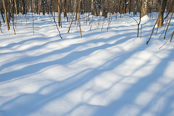 Image showing Winter forest