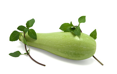 Image showing Vegetable marrow