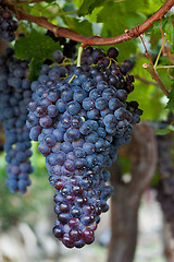 Image showing Bunch of Grapes Hanging on a Vine