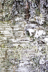 Image showing Texture of nature Tree bark background 