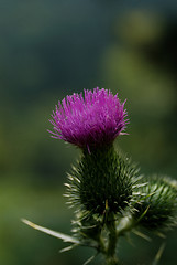 Image showing Purple burr