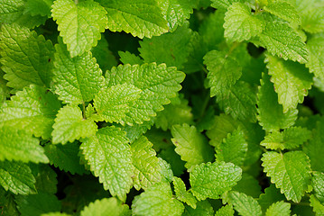 Image showing Green leafs