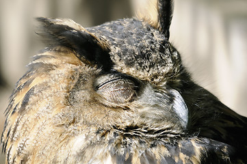 Image showing Sleeping owl