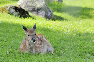 Image showing young doe