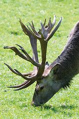 Image showing deer