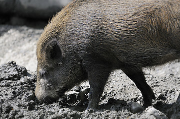 Image showing wild boar