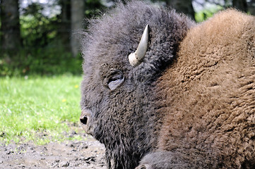 Image showing Bison