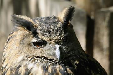 Image showing Owl