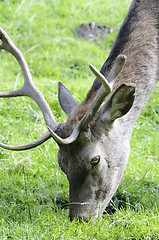 Image showing Deer