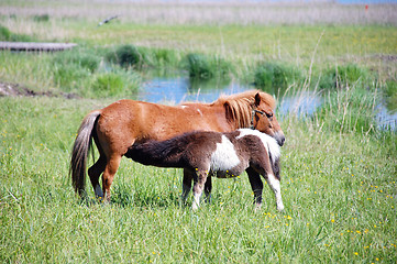 Image showing Pony suckle