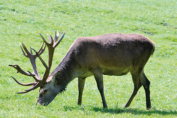 Image showing deer