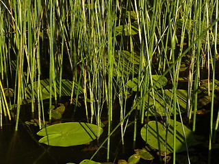 Image showing pond