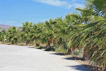 Image showing Palm Trees in Mediterranean Spain