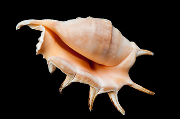 Image showing Shell