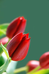 Image showing Tulips