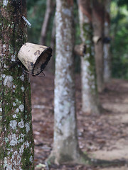 Image showing Latex forest