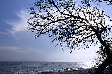 Image showing Dry tree above the sea