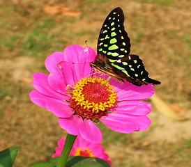 Image showing Hungry Butterfly