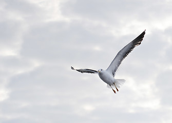 Image showing Seagull