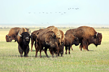 Image showing Buffalo