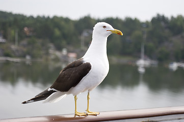 Image showing Seagull