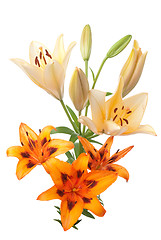 Image showing Colorful fresh lillies