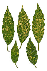 Image showing Five green and yellow leaves