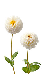 Image showing Beautiful white dahlias