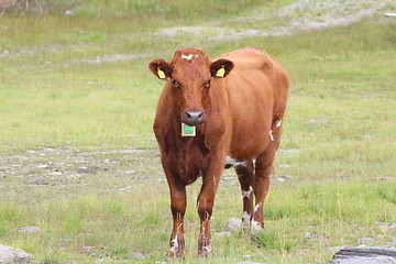 Image showing Angry cow