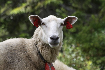 Image showing Sheep