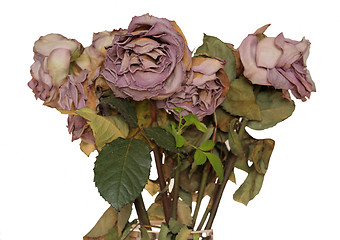 Image showing Withered flowers