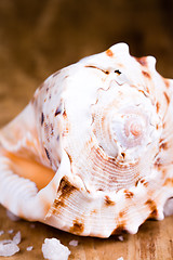 Image showing seashell and salt