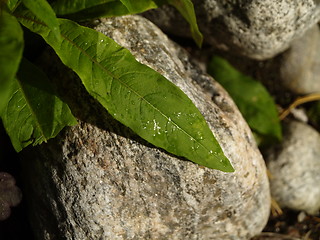 Image showing leaf over stone