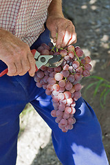 Image showing Farmer pruning grapes