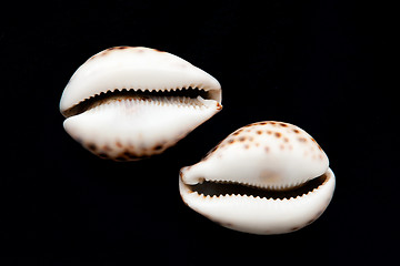 Image showing Shells