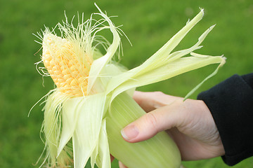 Image showing Fresh corn