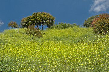 Image showing Spring has Sprung