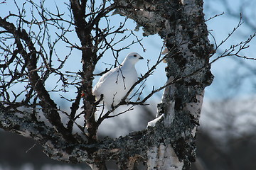 Image showing Grouse in the trees