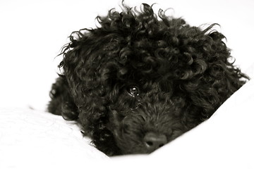 Image showing Poodle in bed
