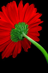 Image showing red gerbera