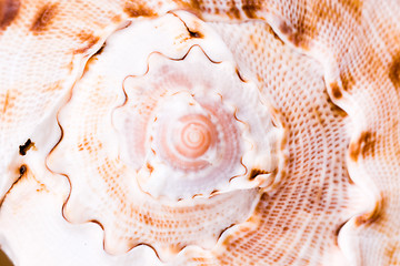 Image showing sea shell closeup