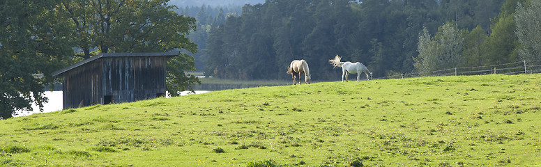 Image showing two horses