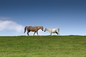 Image showing two horses