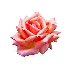 Image showing rose