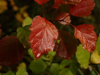 Image showing Autumn colors